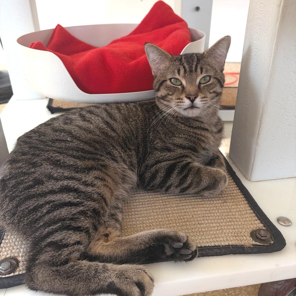 Enlarge Messi, a Adoptable Domestic Short Hair in Deerfield, IL image 3/3