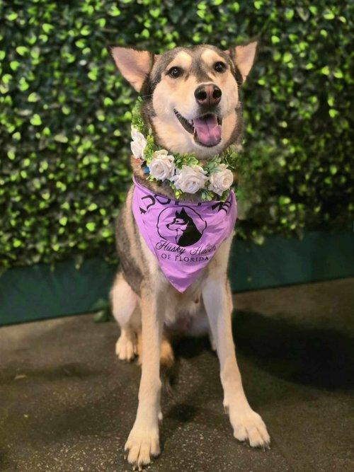 Enlarge Lulu, a Adoptable Siberian Husky in Winter Springs, FL image 3/4