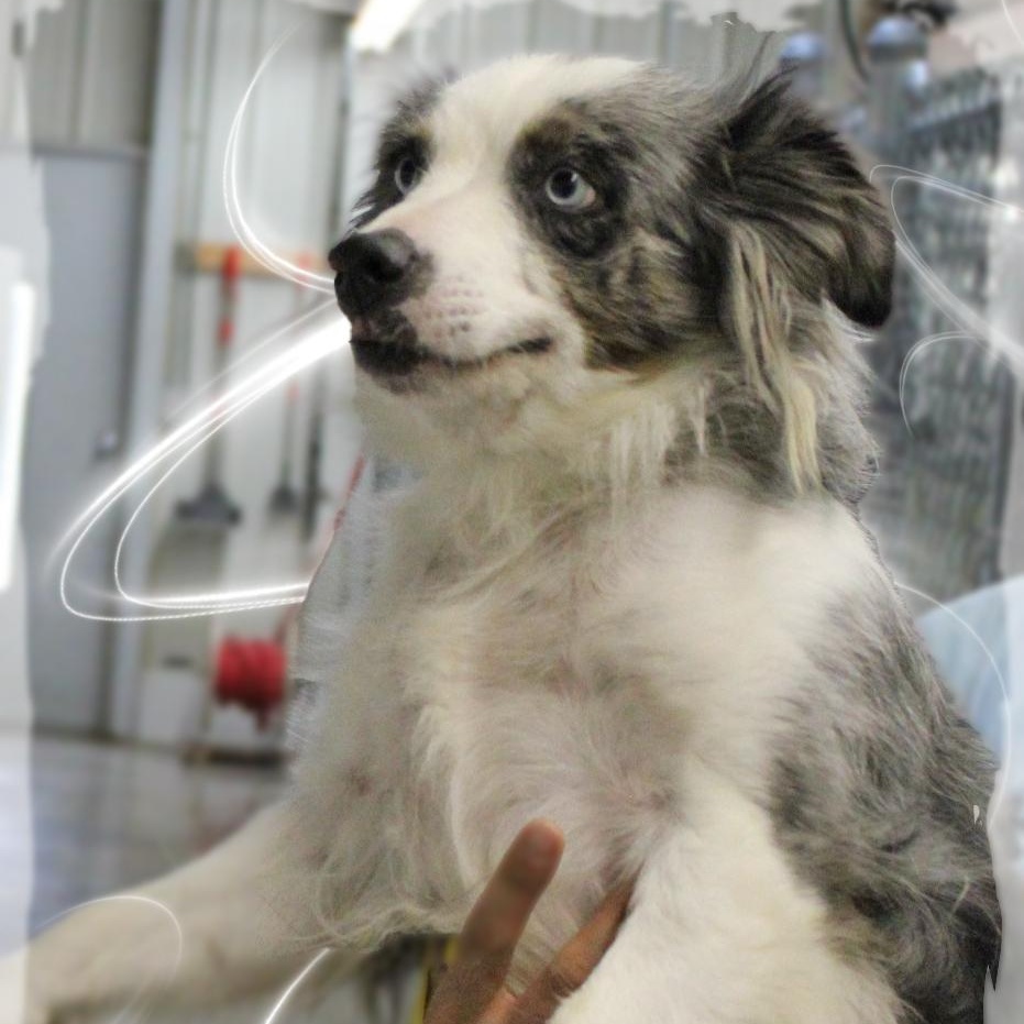 Brandy, Adult Female unknown