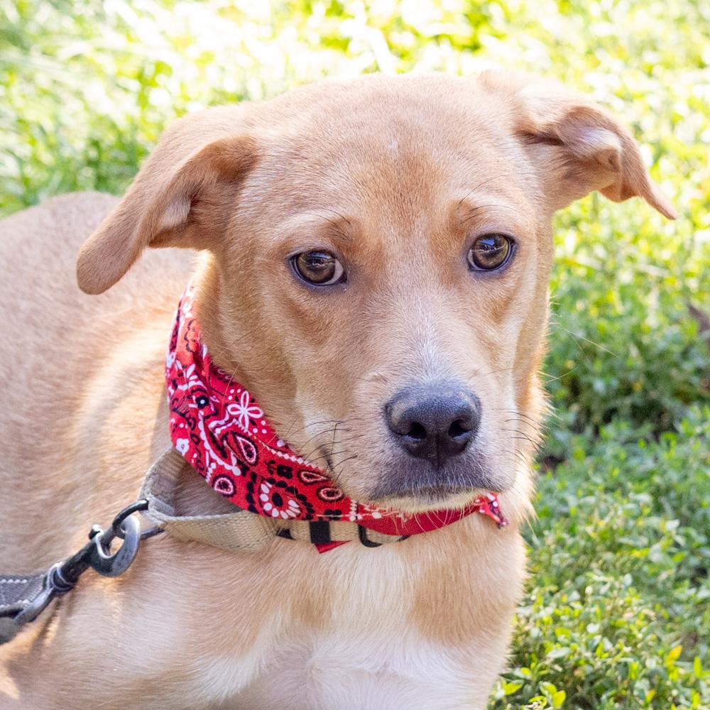 Enlarge Peanut (Male) Avail 9/26, a Adopted mixed breed in West Grove, PA image 4/6
