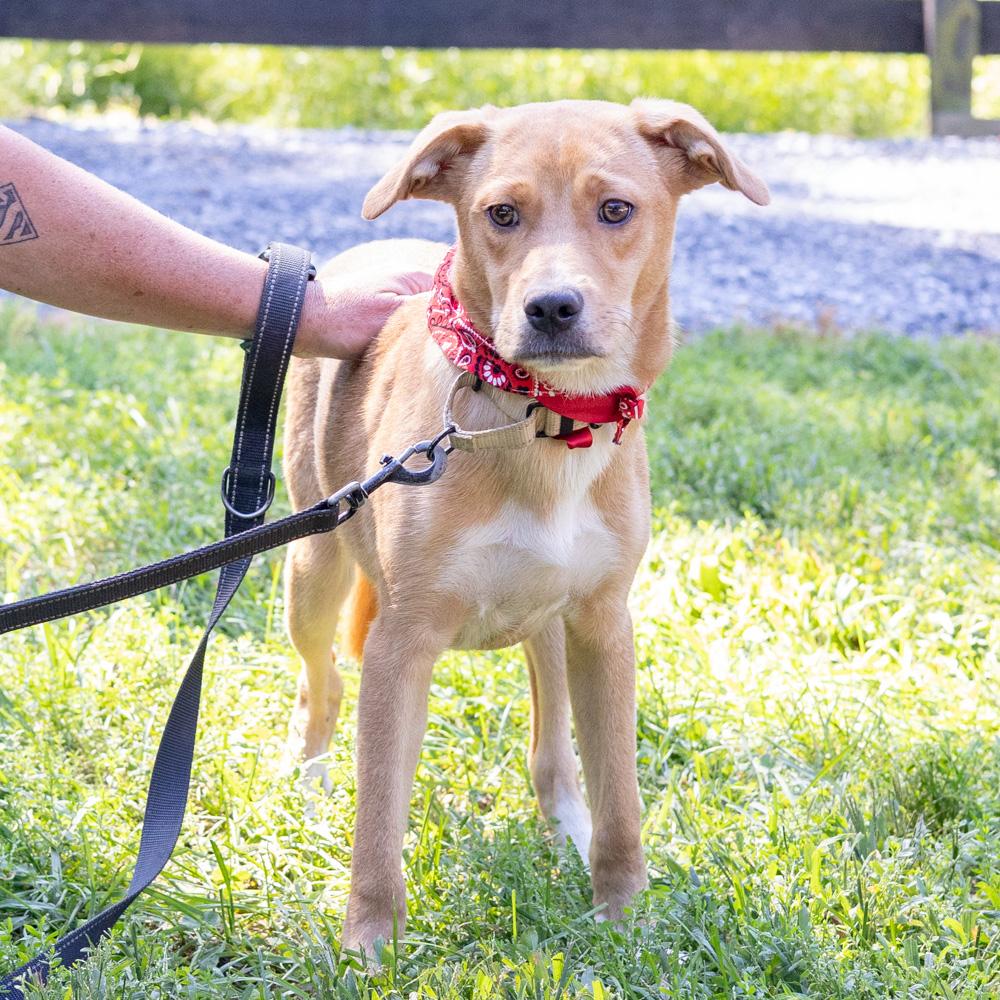 Enlarge Peanut (Male) Avail 9/26, a Adopted mixed breed in West Grove, PA image 2/6