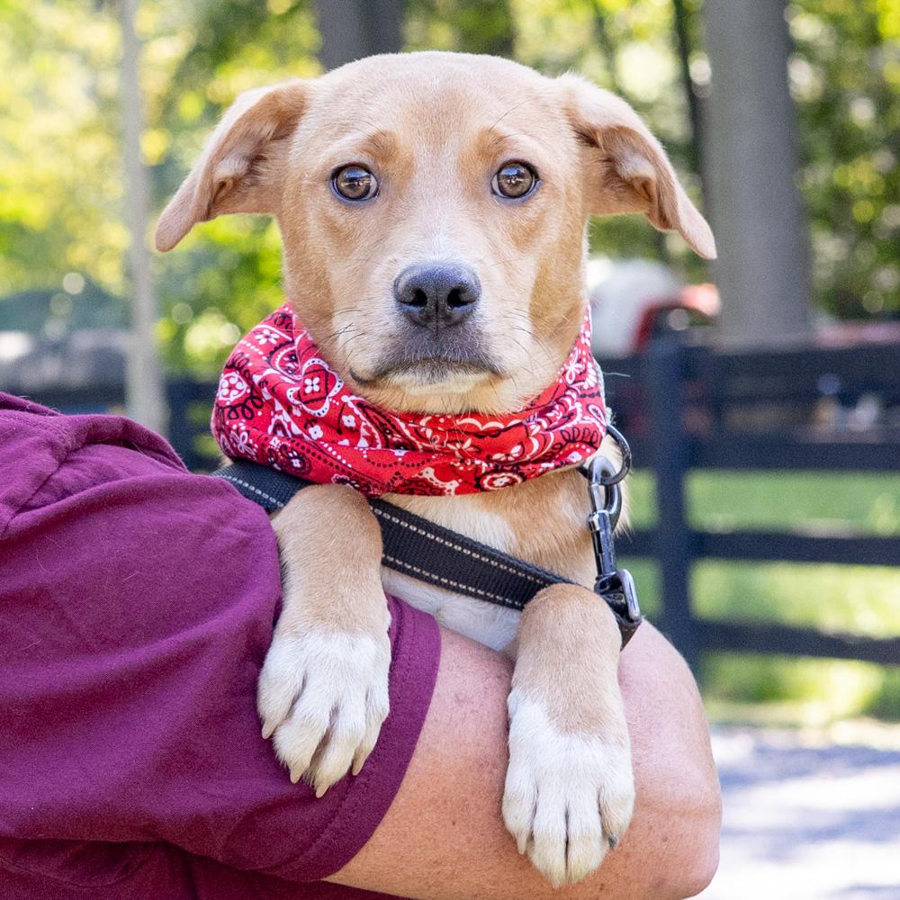 Enlarge Peanut (Male) Avail 9/26, a Adopted mixed breed in West Grove, PA image 1/6
