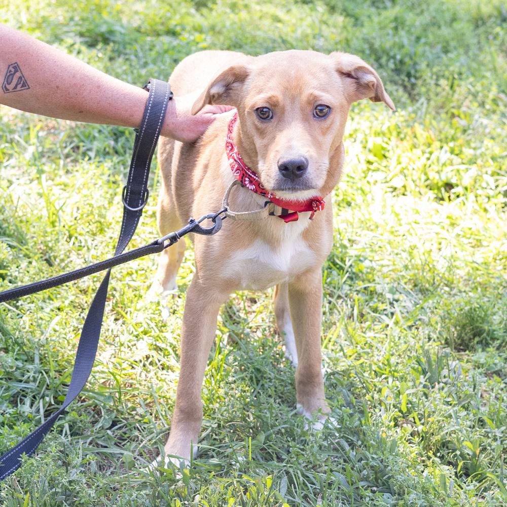 Enlarge Peanut (Male) Avail 9/26, a Adopted mixed breed in West Grove, PA image 6/6