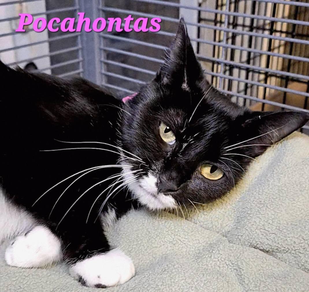 Pocahontas thumbnail 3