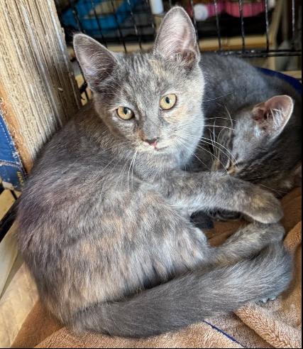 Enlarge Molly, a Adoptable Domestic Short Hair in Evans City, PA image 1/2