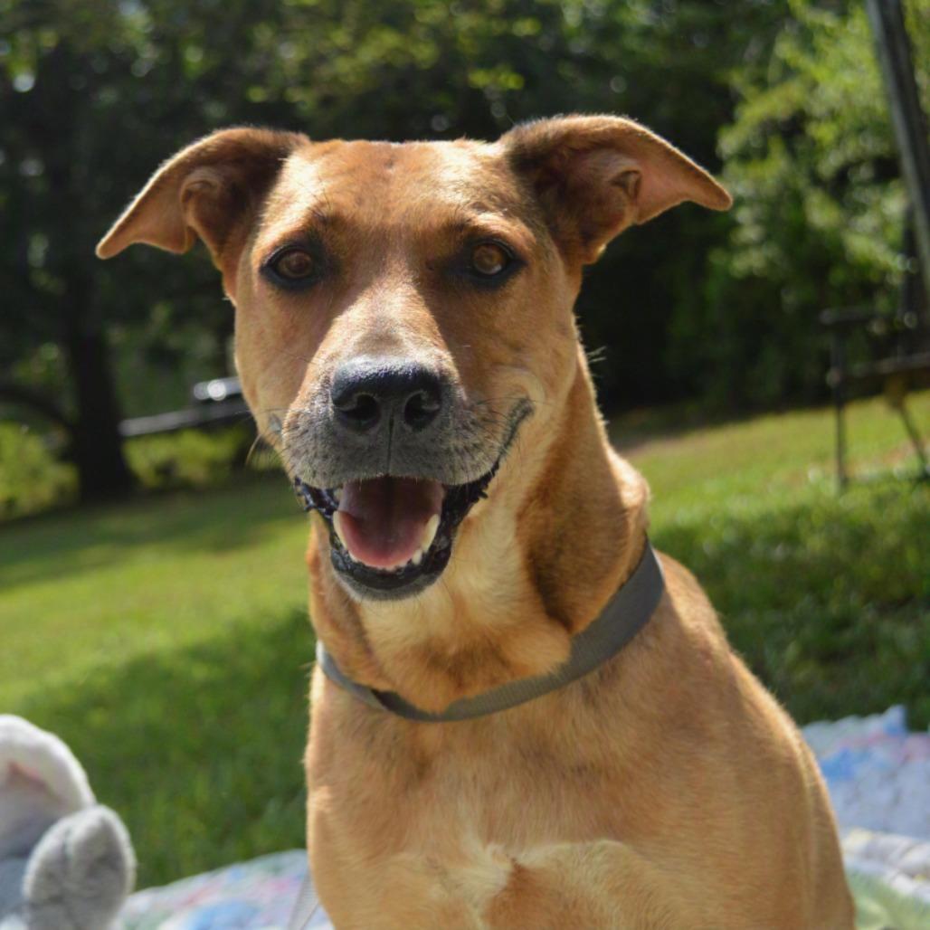 Clover, Adoptable, Adult Female Retriever.