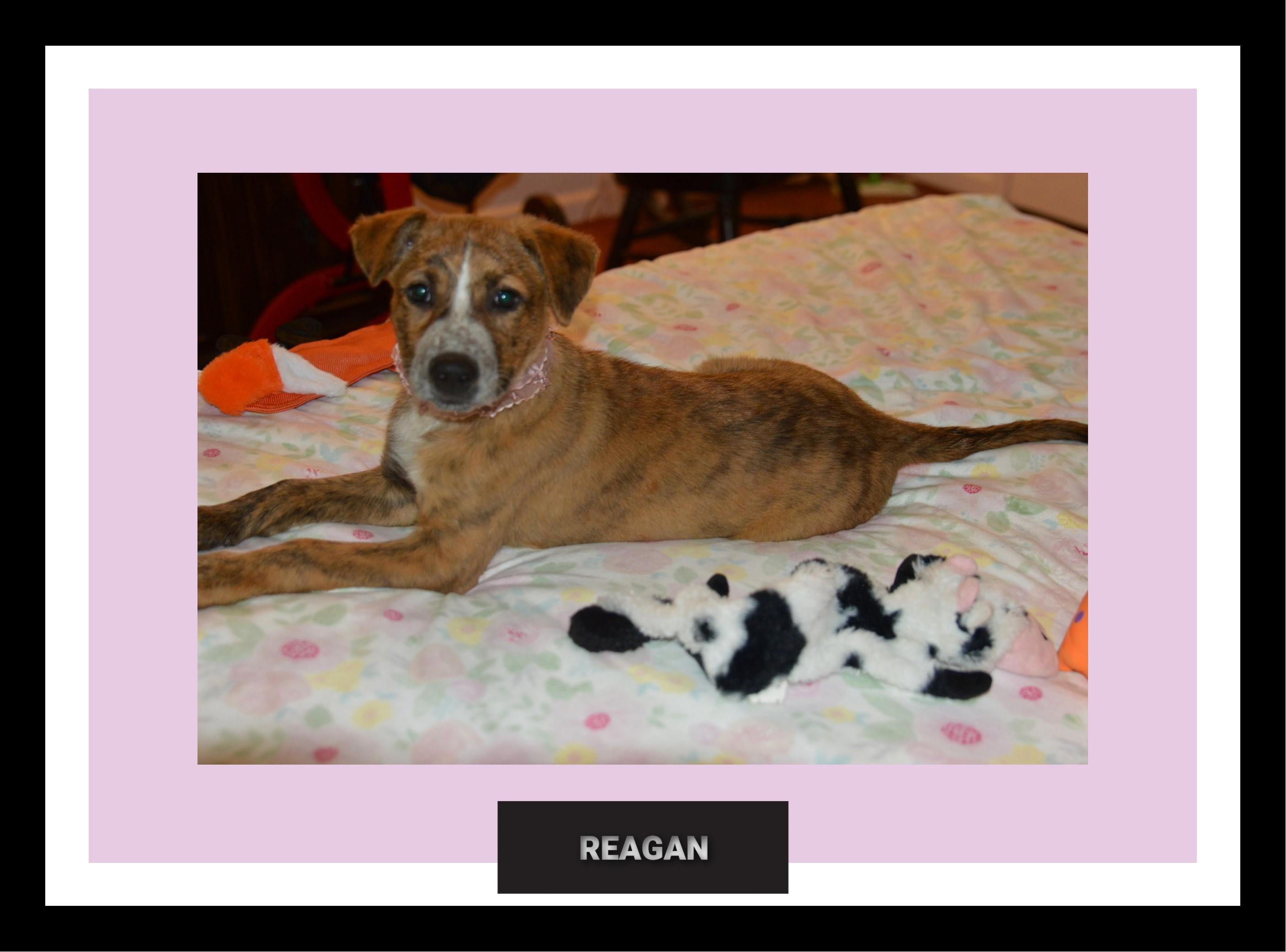 Reagan meet & greet, adopted, Young Female Labrador Retriever & Shepherd.