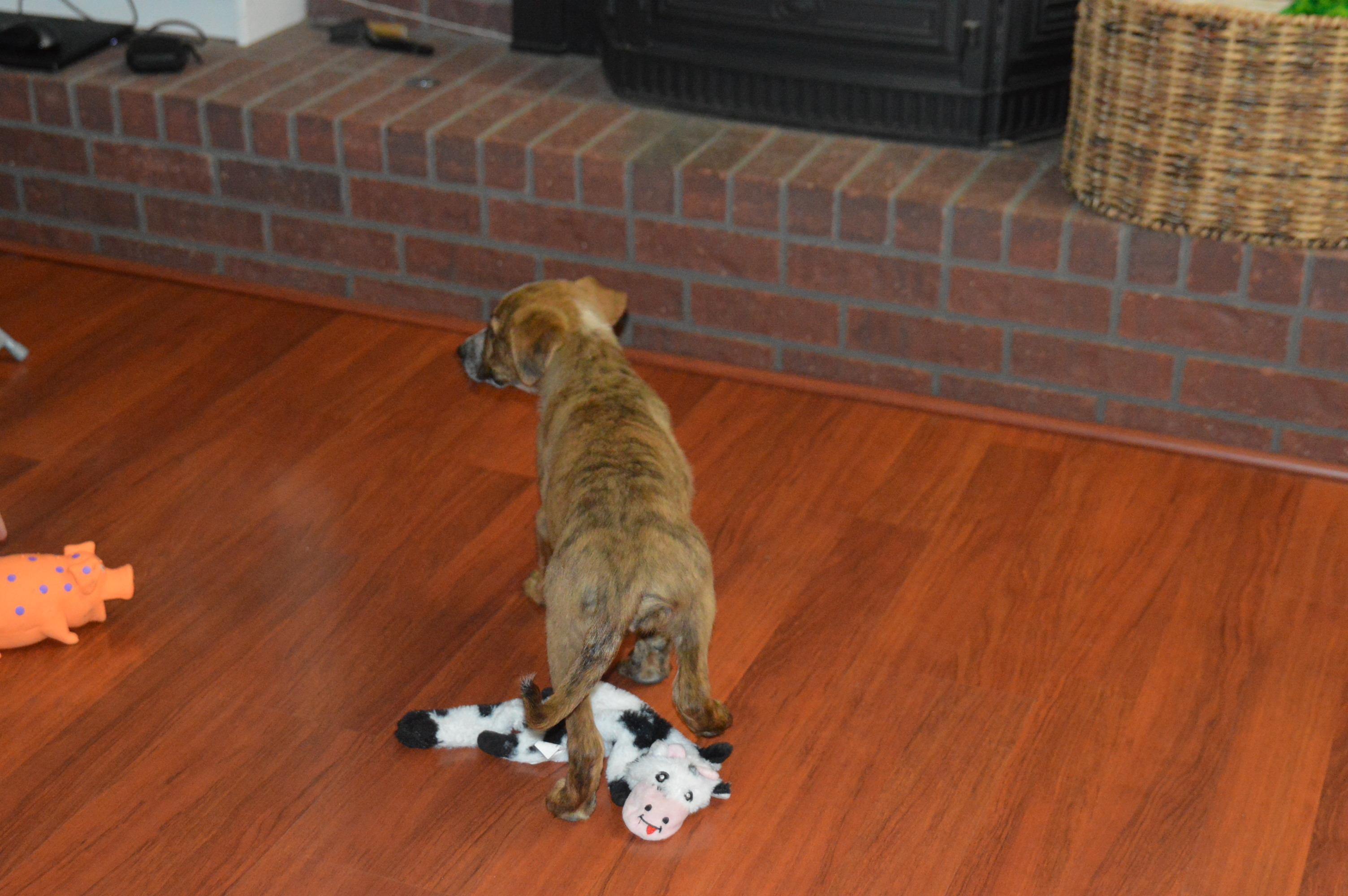 Reagan meet & greet, an adopted mixed breed in Hot Springs, AR image 3/6