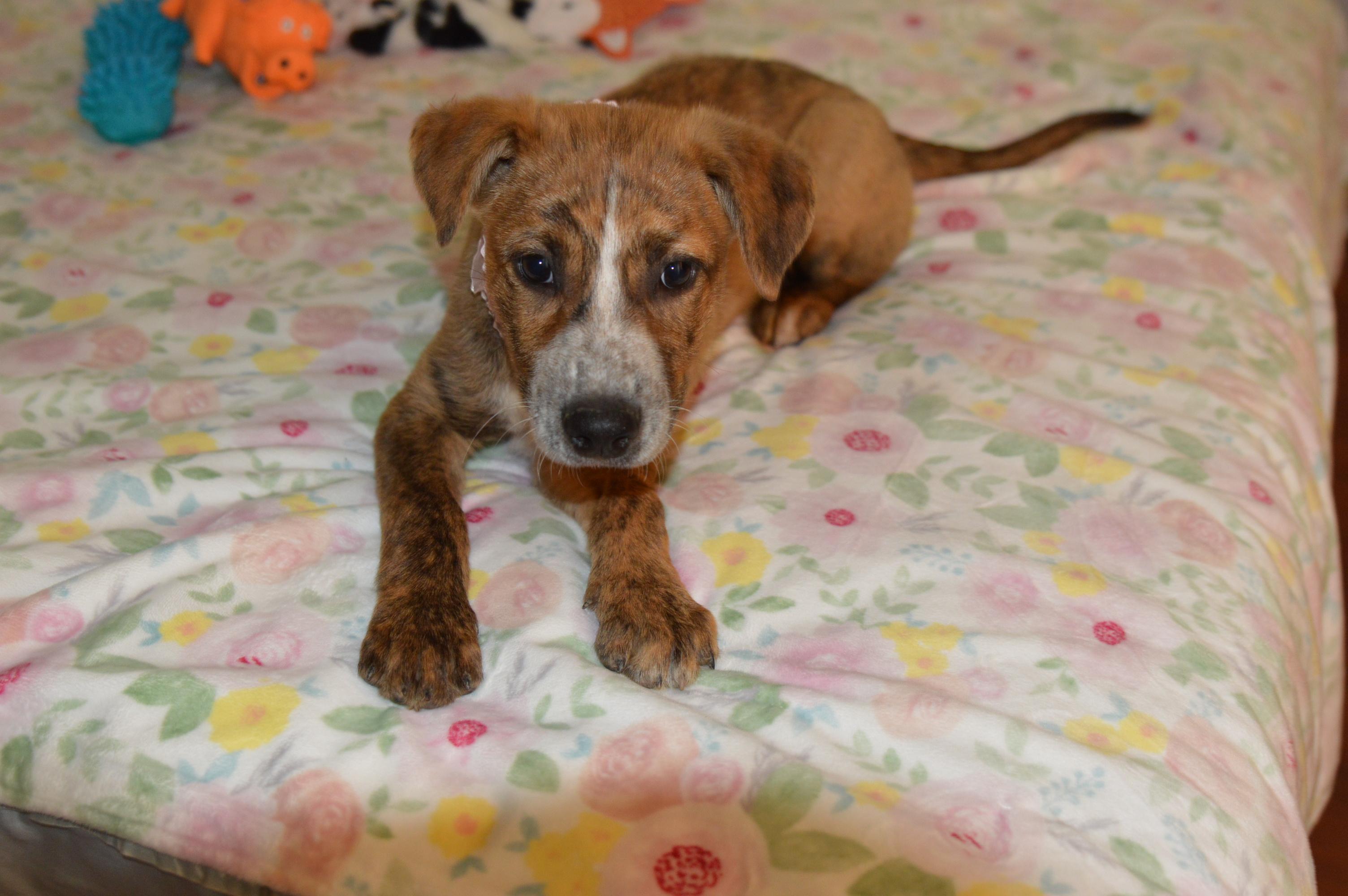 Reagan meet & greet, an adopted mixed breed in Hot Springs, AR image 4/6