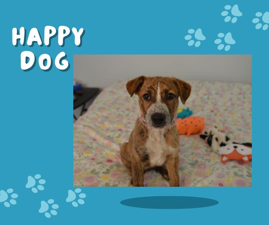 Reagan meet & greet, an adopted mixed breed in Hot Springs, AR image 5/6