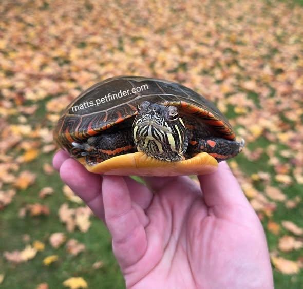 Eileen E Painted (water turtle), a Adoptable Painted in Baltimore, MD image 1/5
