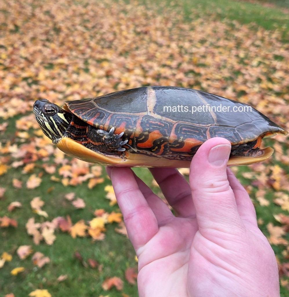Eileen E Painted (water turtle), a Adoptable Painted in Baltimore, MD image 3/5