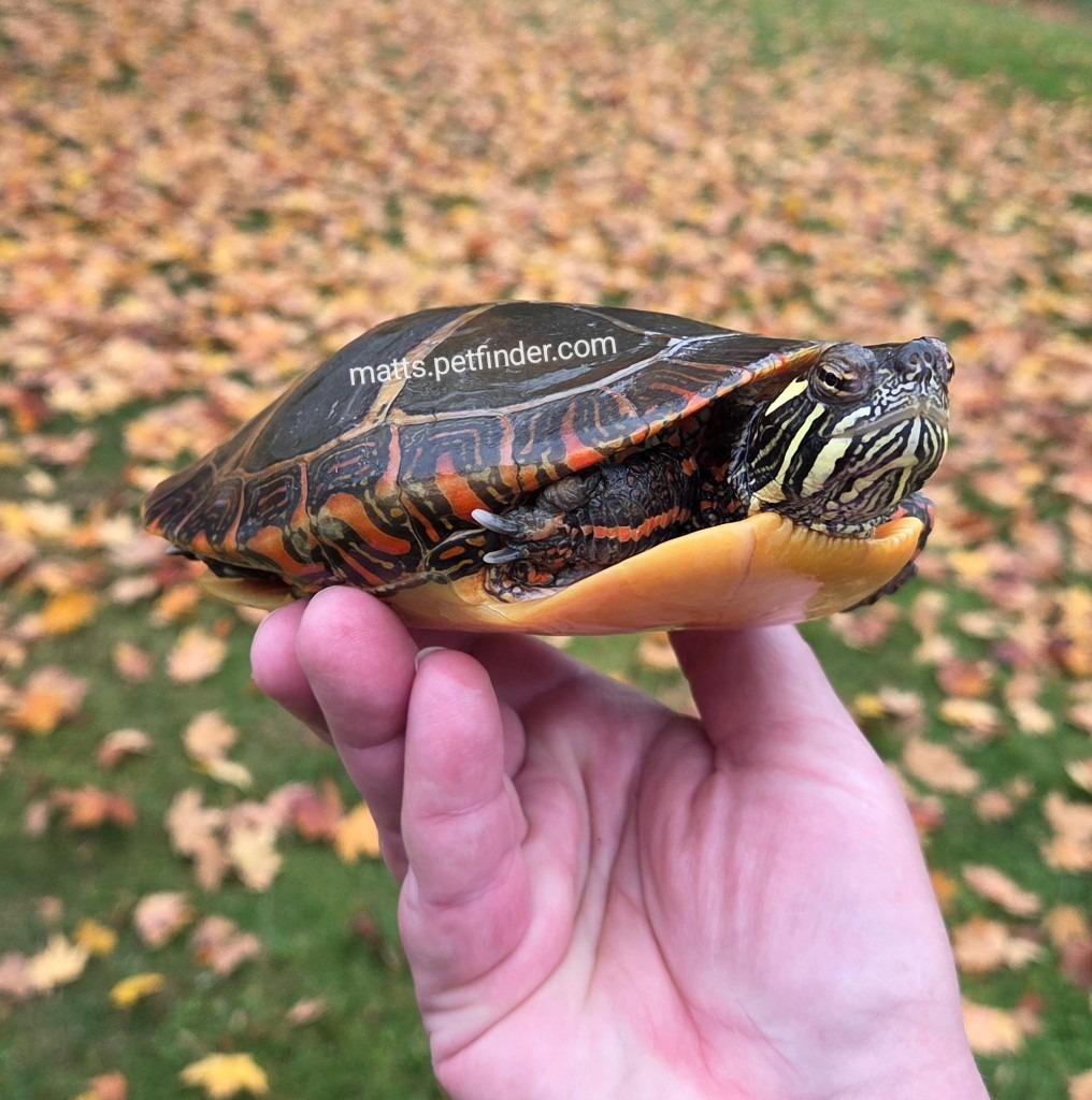 Eileen E Painted (water turtle), a Adoptable Painted in Baltimore, MD image 5/5