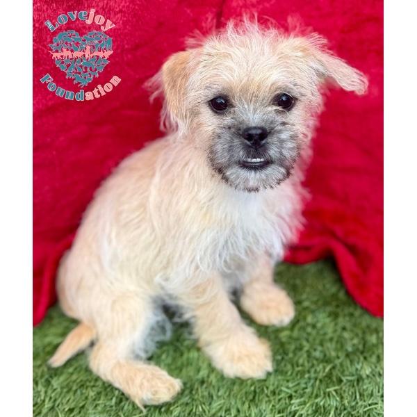 Mud Pie Litter-Cowboy