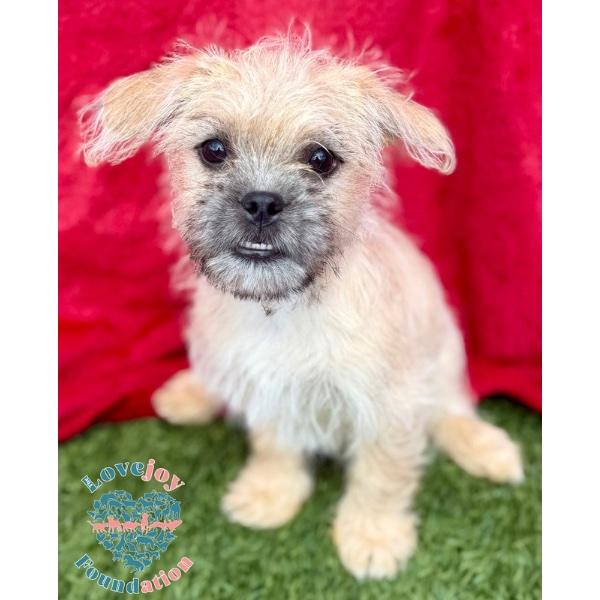 Mud Pie Litter-Cowboy