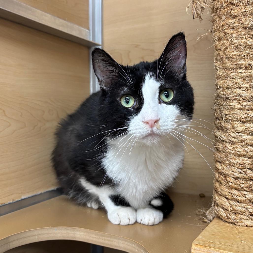 Peabody, Adoptable, Adult Male Domestic Short Hair.