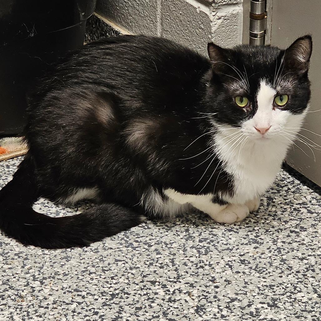 Peabody, a Adoptable Domestic Short Hair in Brookfield, WI image 3/5