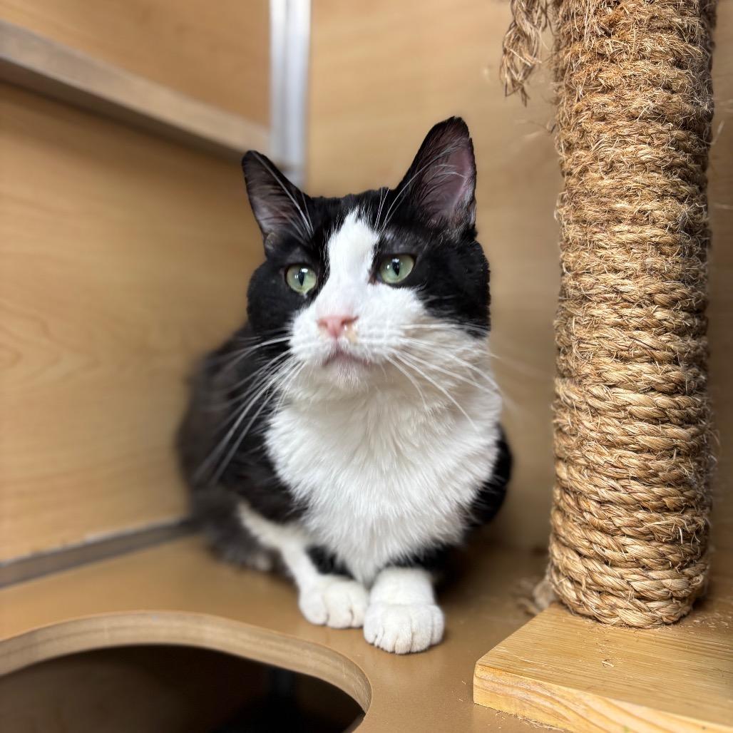 Peabody, a Adoptable Domestic Short Hair in Brookfield, WI image 4/5