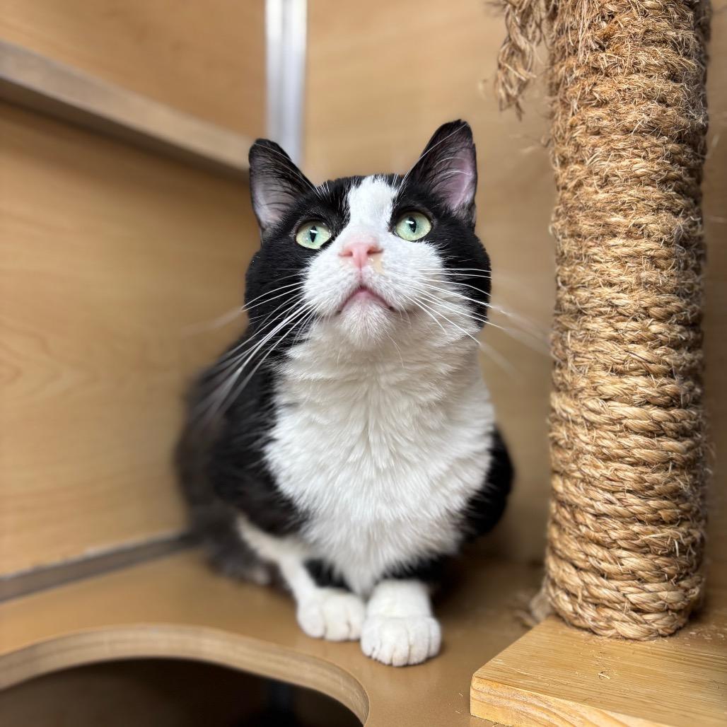 Peabody, a Adoptable Domestic Short Hair in Brookfield, WI image 5/5