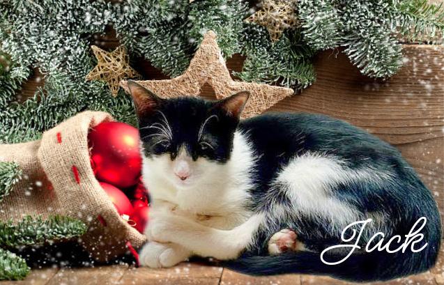 Jack aka Batman *kitten*, a Adoptable Domestic Short Hair in Culpeper, VA image 1/3