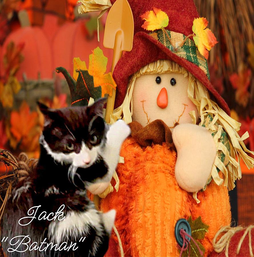 Jack aka Batman *kitten*, a Adoptable Domestic Short Hair in Culpeper, VA image 2/3