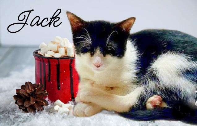 Jack aka Batman *kitten*, a Adoptable Domestic Short Hair in Culpeper, VA image 3/3