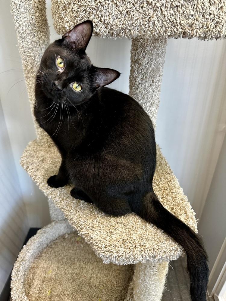 Roy, a Adoptable Domestic Short Hair in Wellington, FL image 2/4