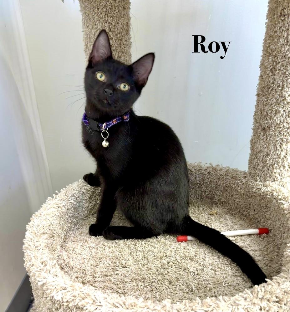 Enlarge Roy, a Adoptable Domestic Short Hair in Wellington, FL image 1/1
