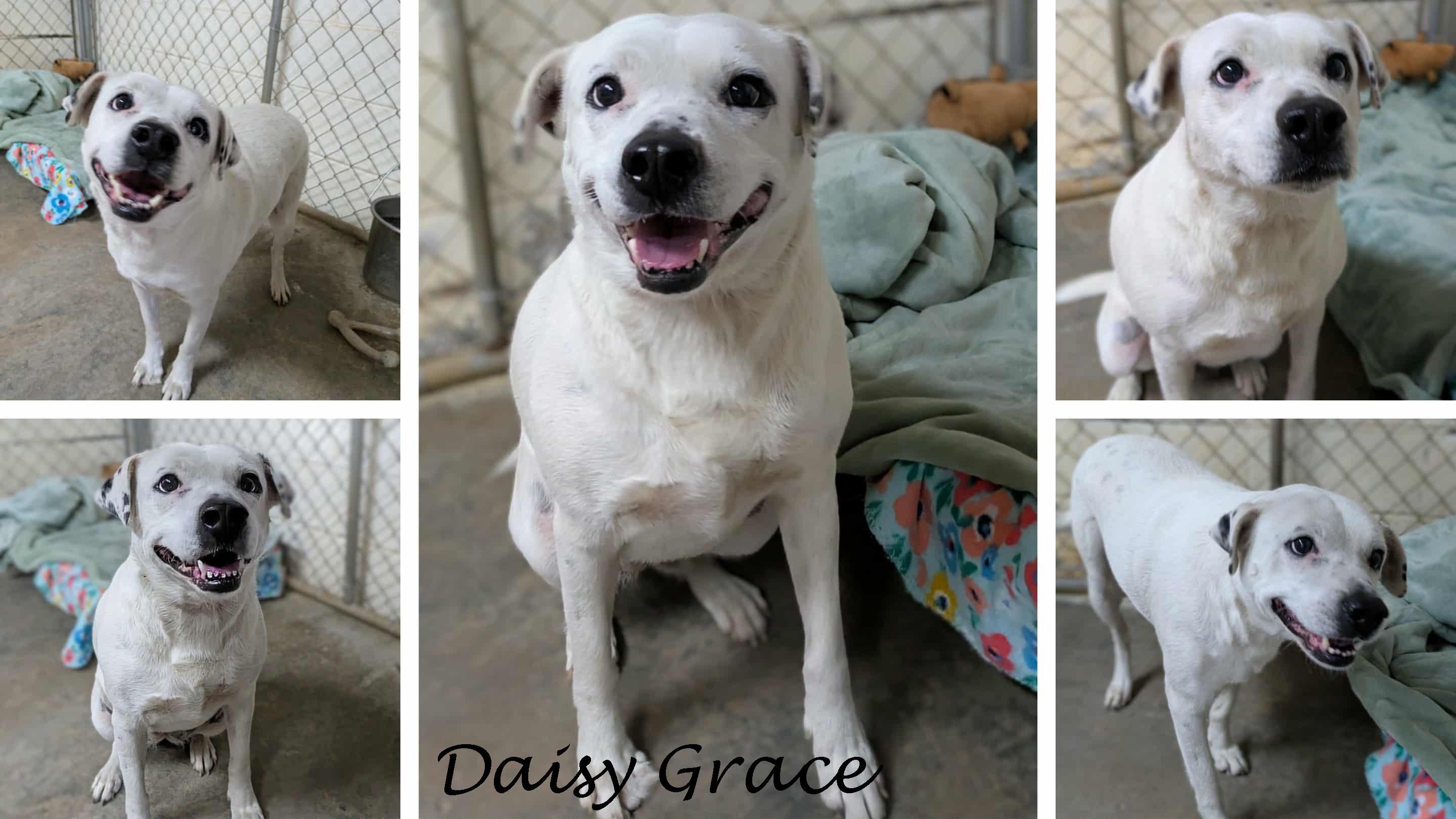 Daisy Grace, Adoptable, Young Female Bulldog.