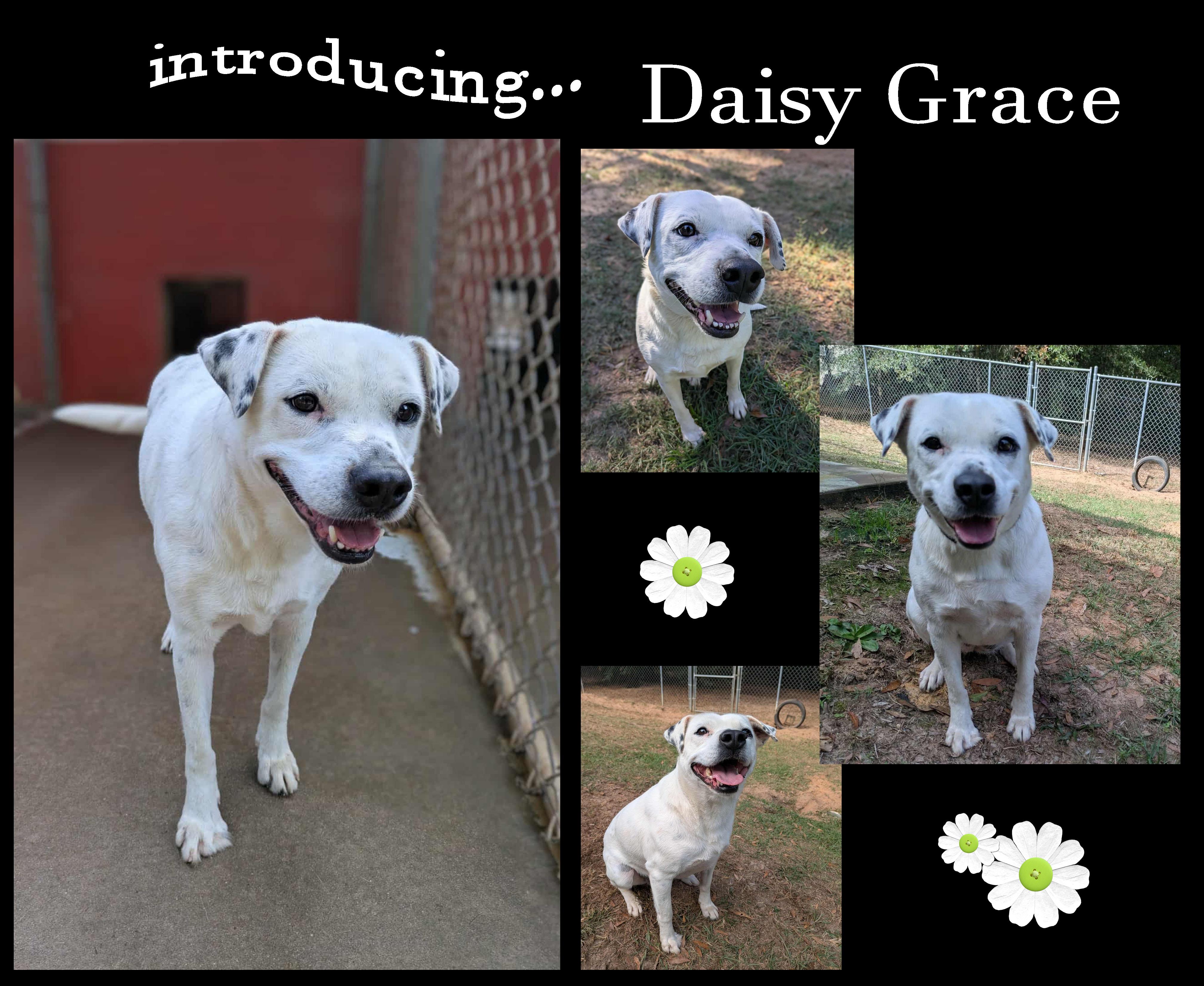 Daisy Grace, a Adoptable mixed breed image 2/3