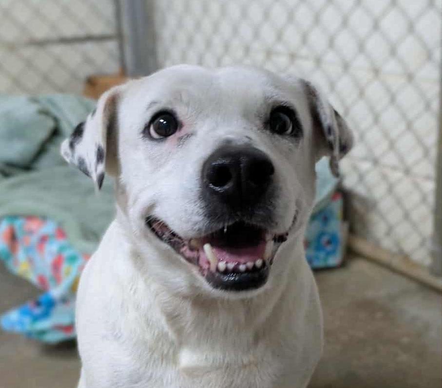 Daisy Grace, a Adoptable mixed breed image 3/3