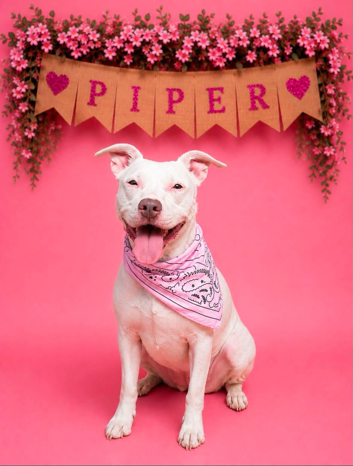 Piper, ADOPTABLE, Adult Female Mixed Breed.