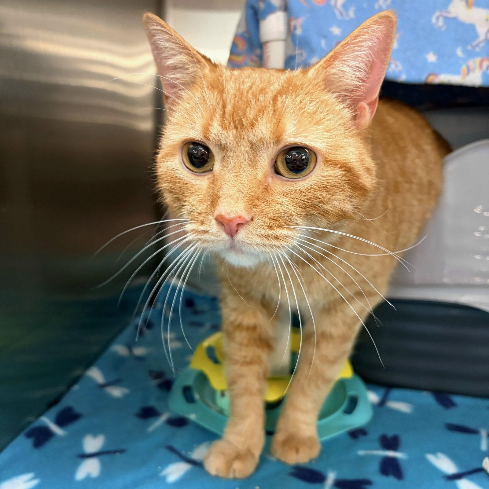 Calvin, Adoptable, Adult Male Domestic Short Hair.