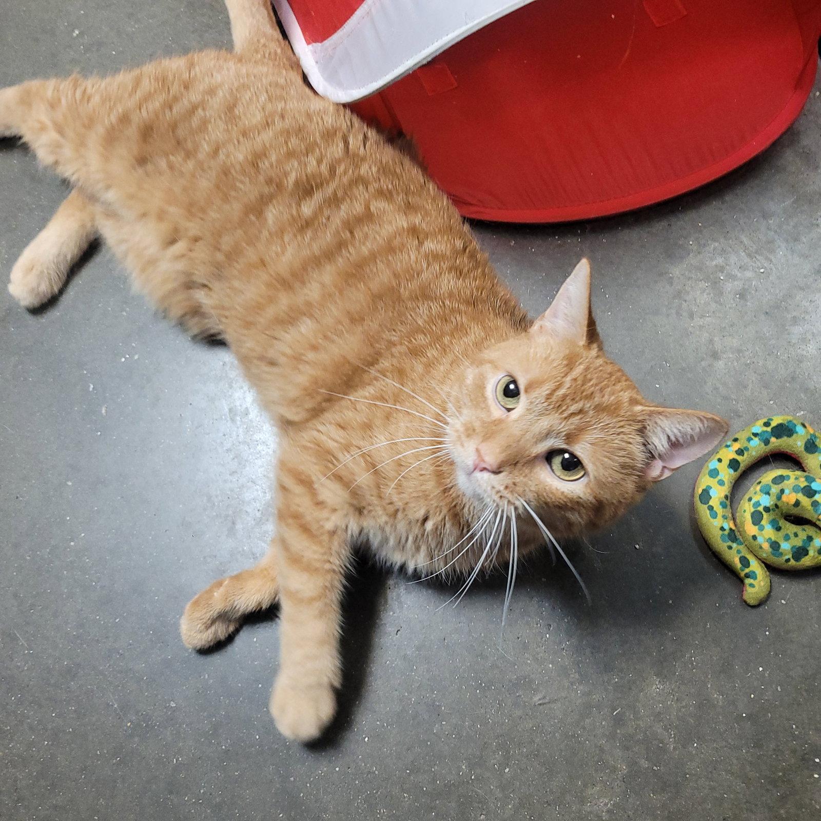 Enlarge Calvin, a Adoptable Domestic Short Hair in Akron, OH image 2/3