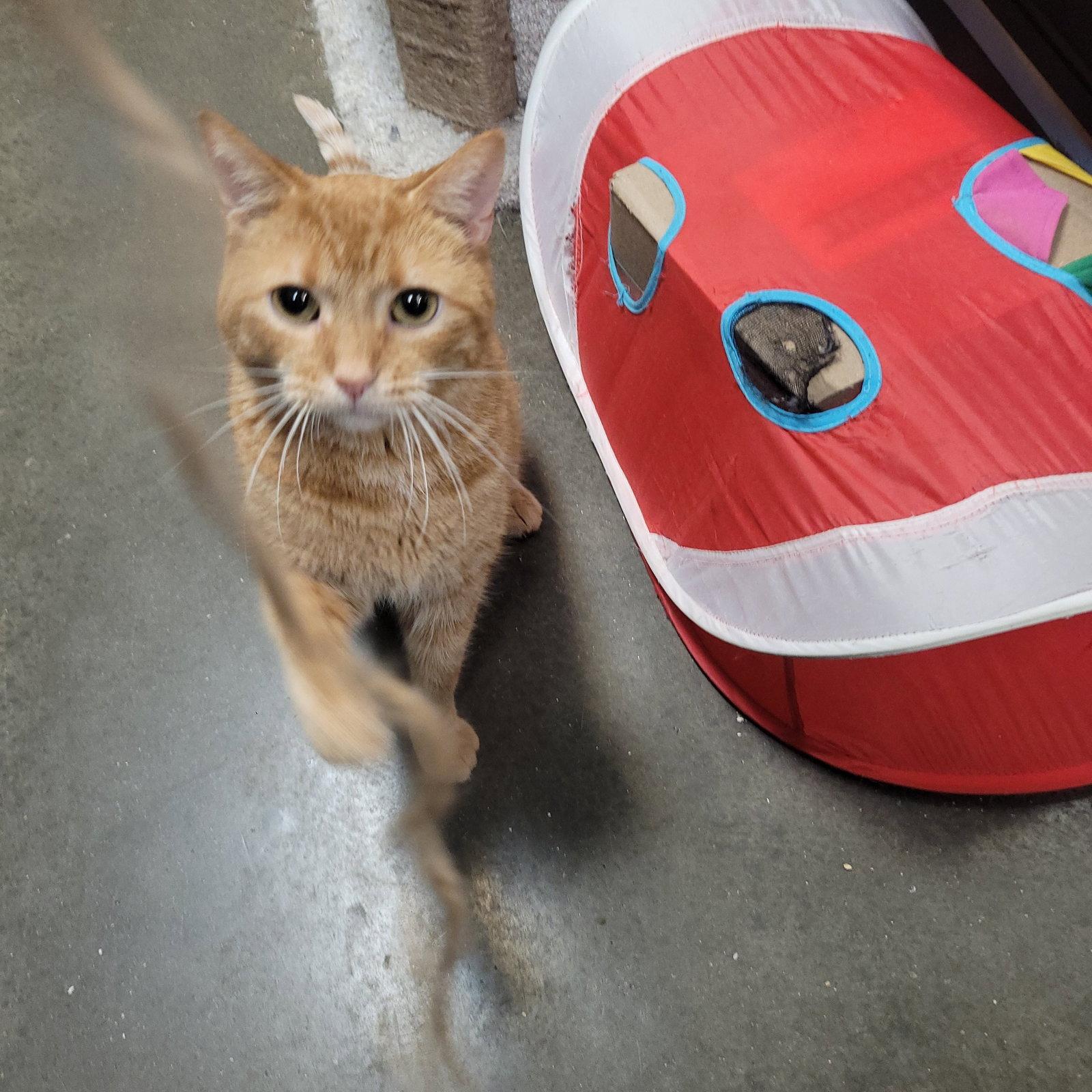 Enlarge Calvin, a Adoptable Domestic Short Hair in Akron, OH image 3/3