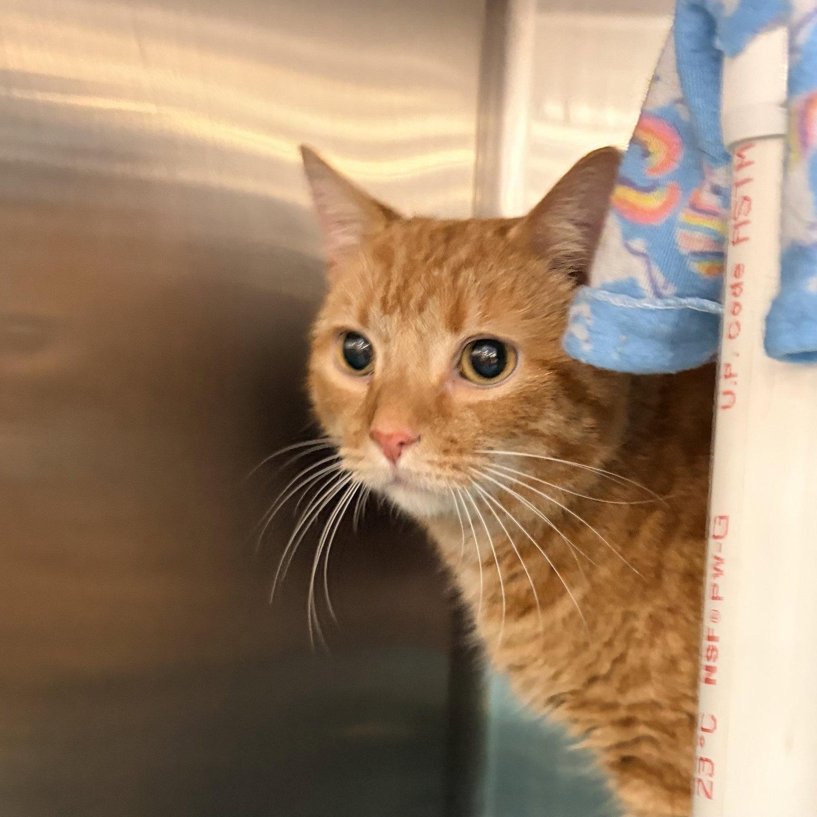 Calvin, a Adoptable Domestic Short Hair in Akron, OH image 2/2