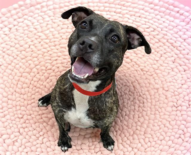 Enlarge TOOTSIE, a Adoptable American Staffordshire Terrier in Fort Lauderdale, FL image 1/1