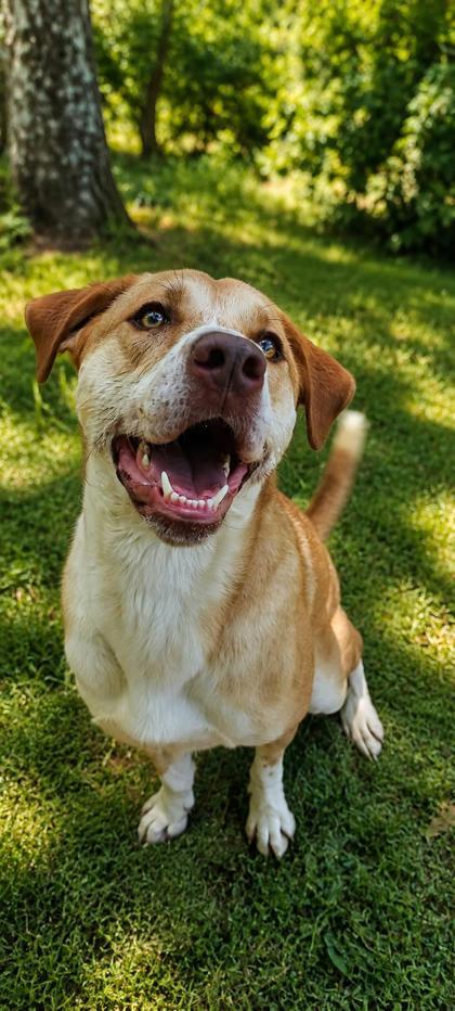 Lyla, Adoptable, Young Female Mixed Breed.