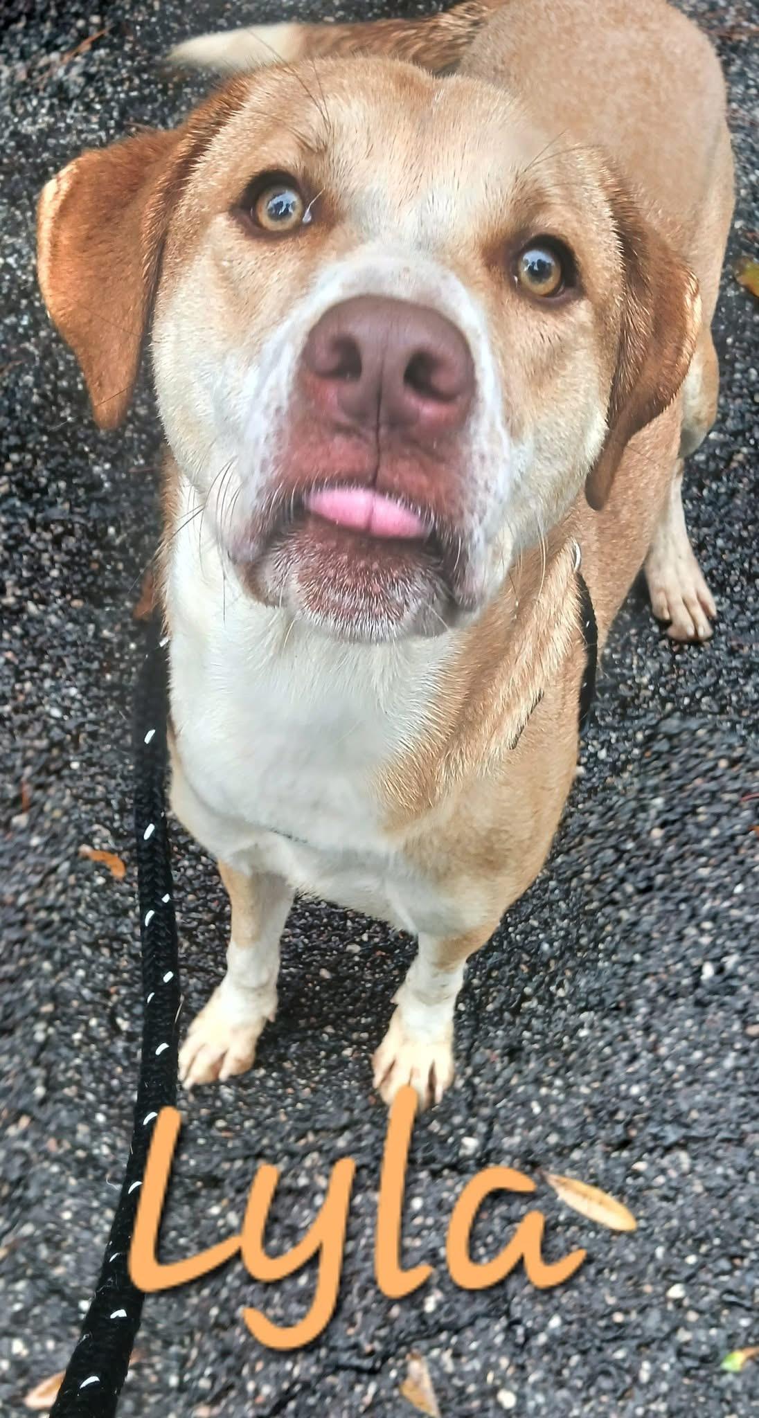 Lyla, Adoptable, Young Female Mixed Breed.