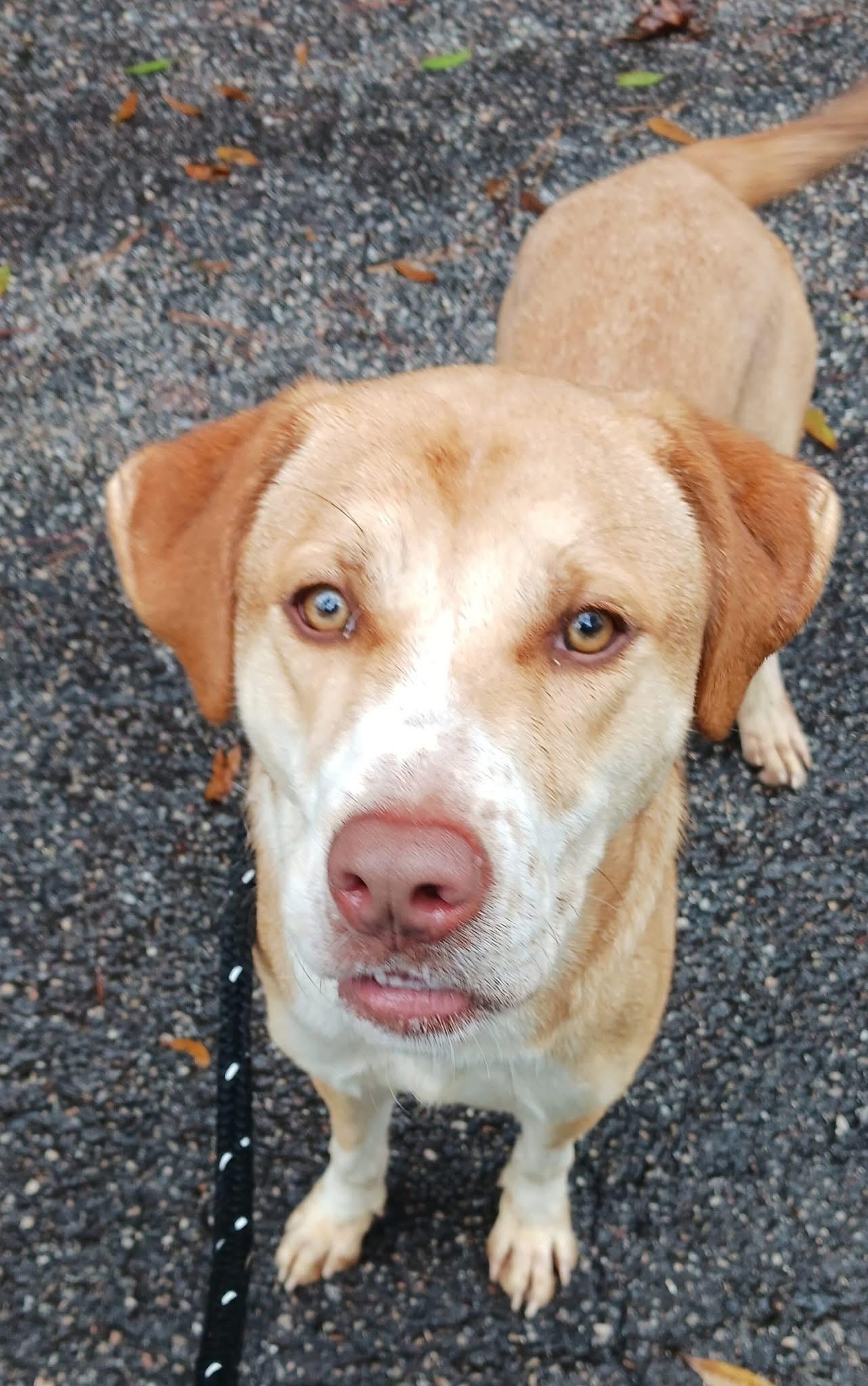 Enlarge Lyla, a Adoptable Mixed Breed in Georgetown, SC image 2/2