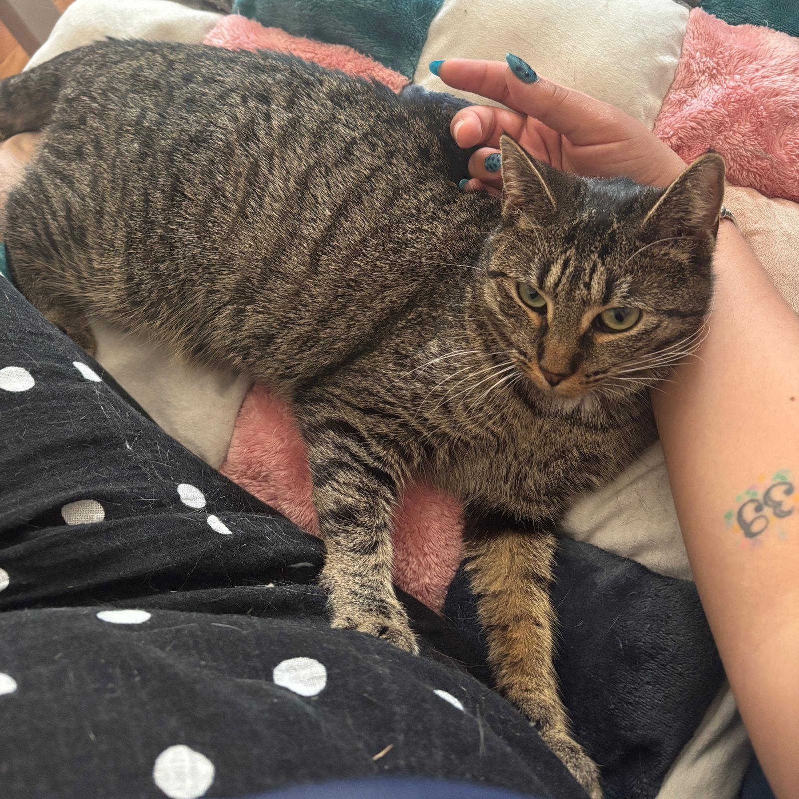 Maelle & Lune, Adoptable, Adult Female Domestic Short Hair.