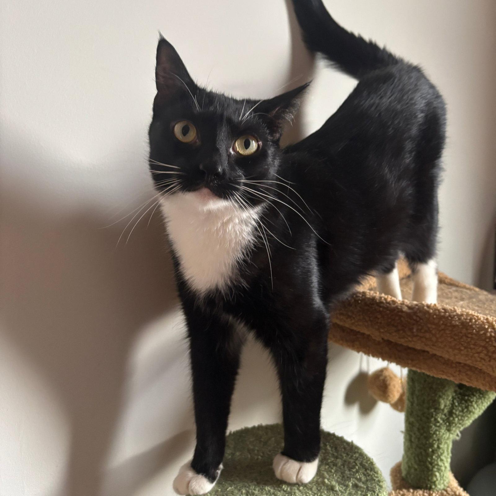 Enlarge Maelle & Lune, a Adoptable Domestic Short Hair in Brooklyn, NY image 2/3