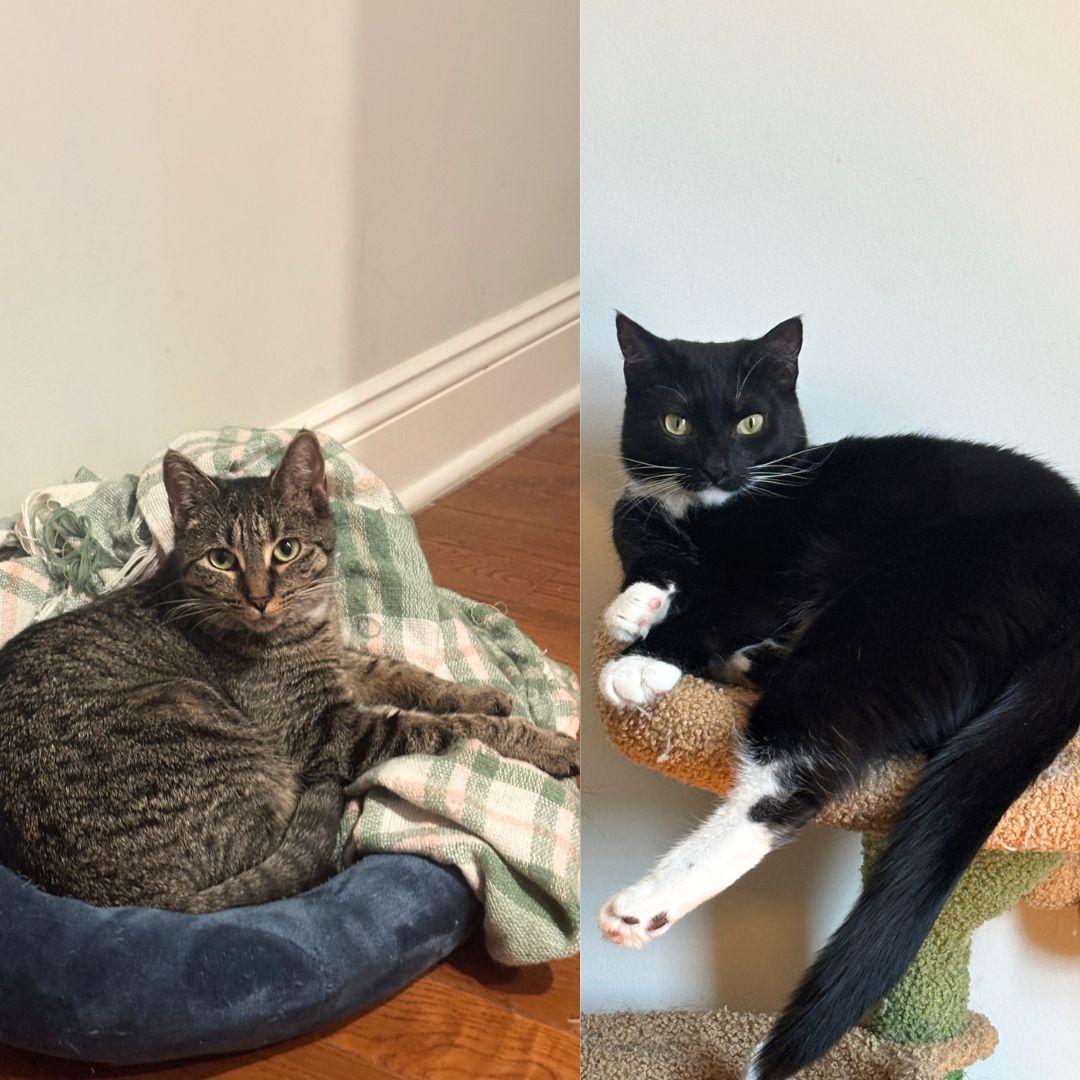 Enlarge Maelle & Lune, a Adoptable Domestic Short Hair in Brooklyn, NY image 3/3