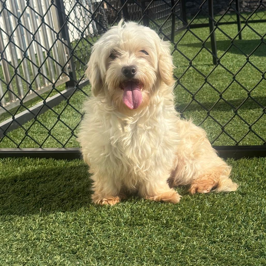 Enlarge Dolly , an adoptable Coton de Tulear in Zionsville, IN image 1/1