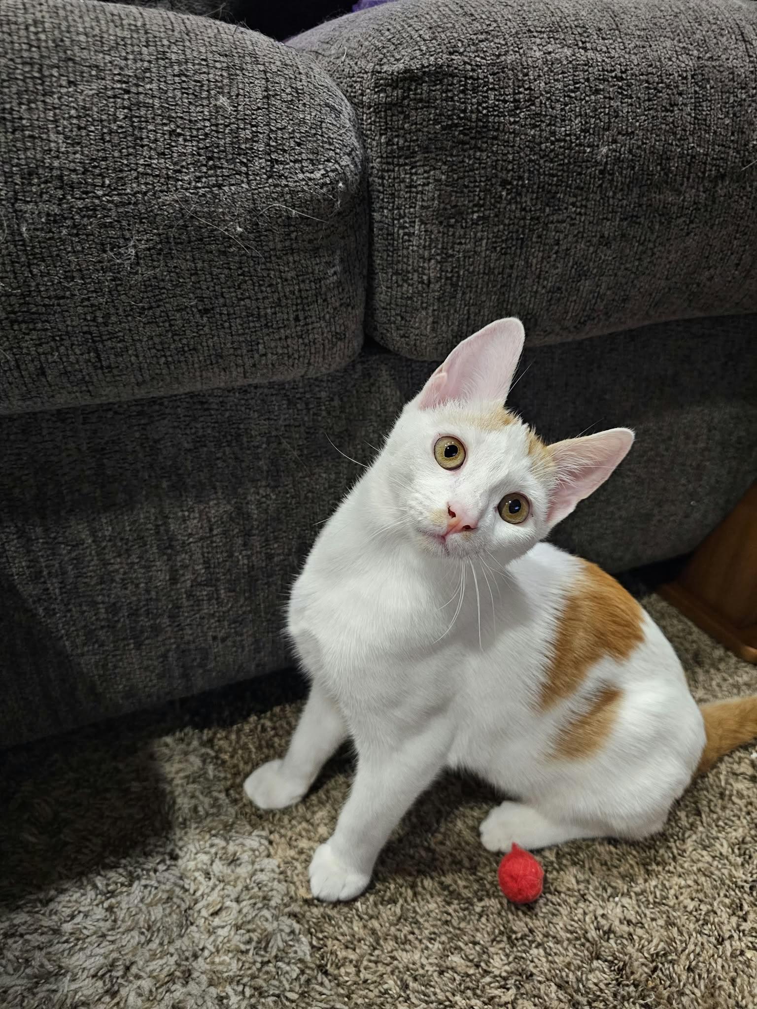 Colby (Bonded with Havarti), Adoptable, Kitten Male Domestic Short Hair.