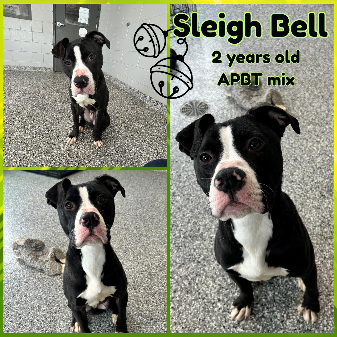 Sleigh Bell, adopted, Adult Male Pit Bull Terrier.