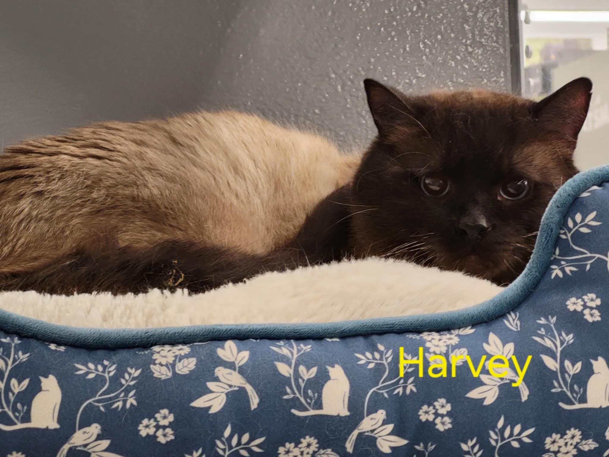 Harvey, Adopted, Adult Male Siamese.