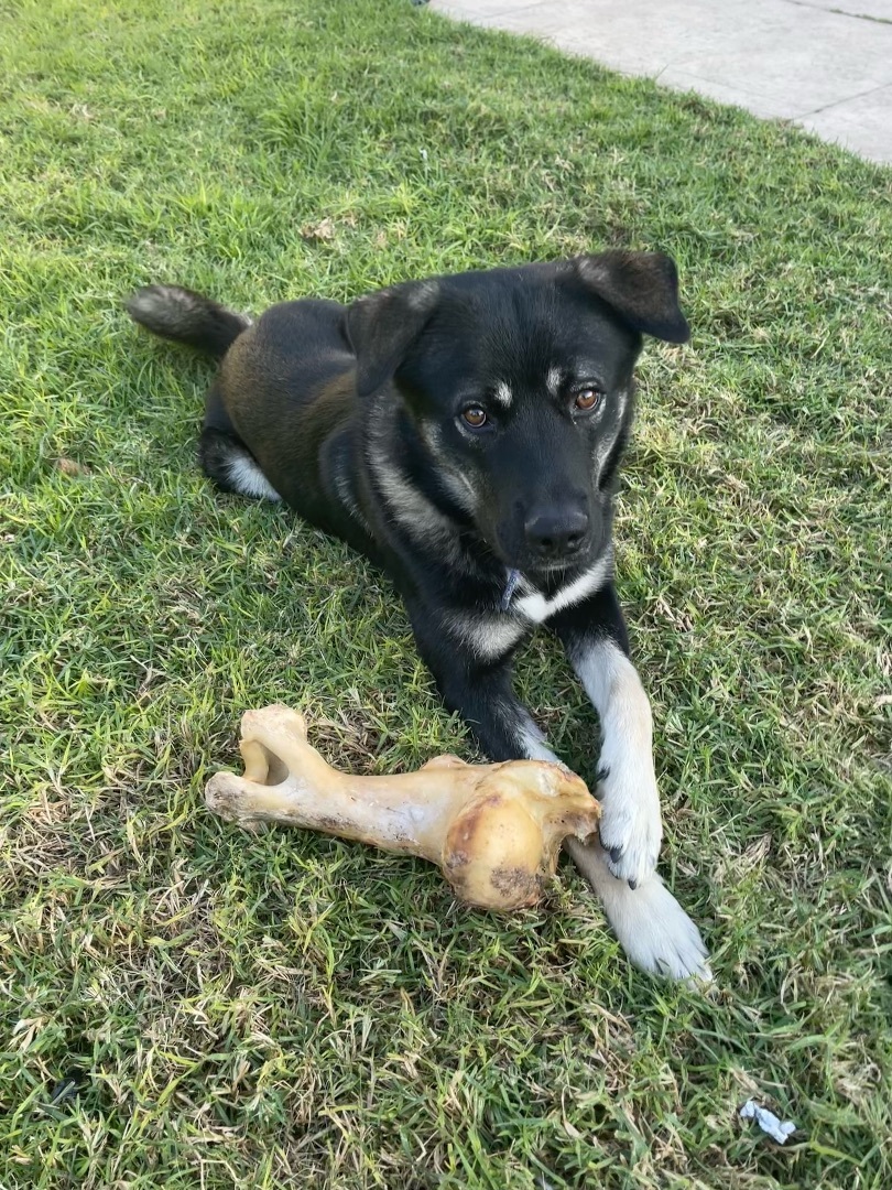 Gus 2