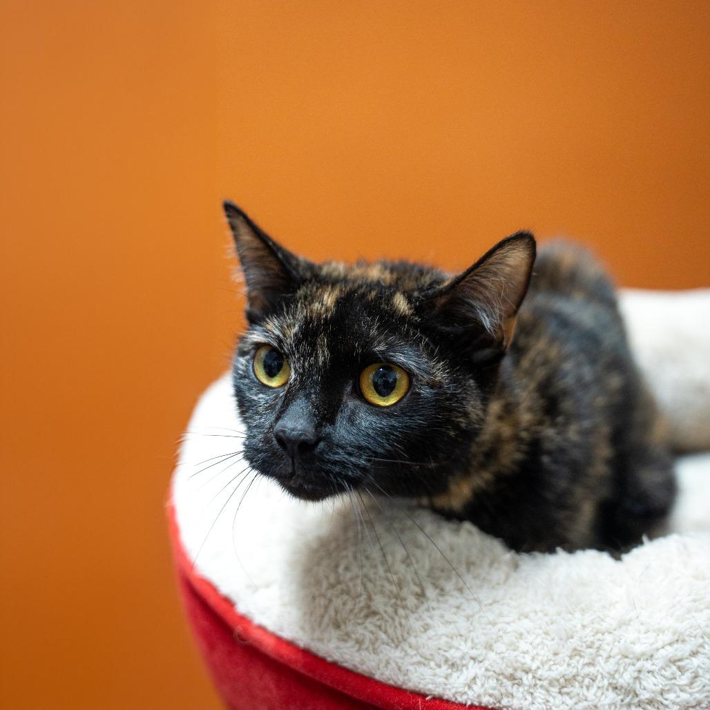 Enlarge Sedna, a Adoptable Domestic Short Hair in Gainesville, GA image 1/5