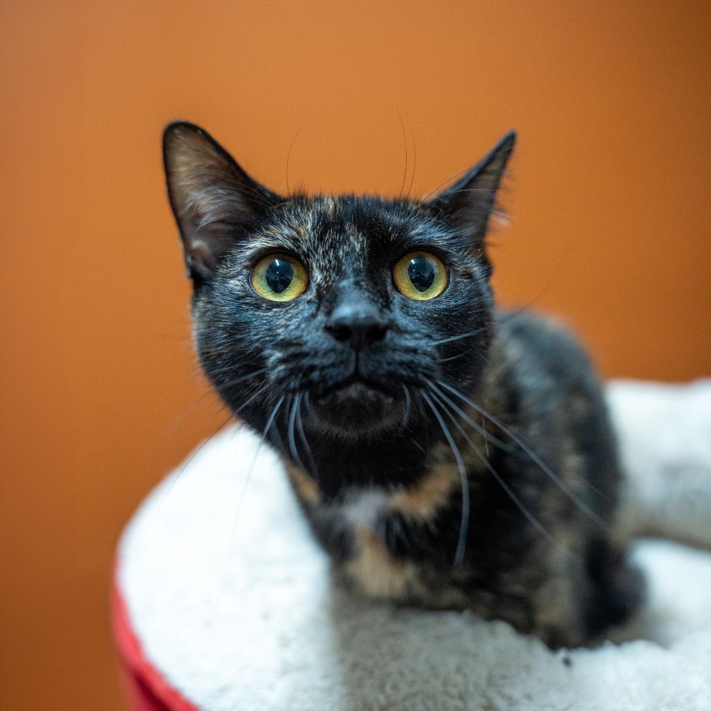 Enlarge Sedna, a Adoptable Domestic Short Hair in Gainesville, GA image 2/5
